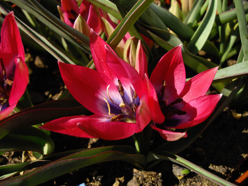Tulipa 'Little Beauty'