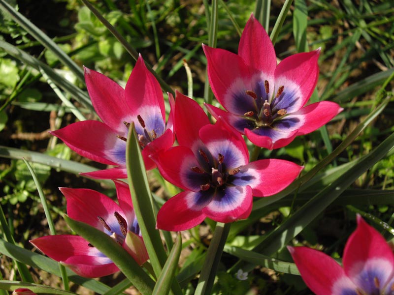 Tulipa 'Little Beauty' (alternate view 2)