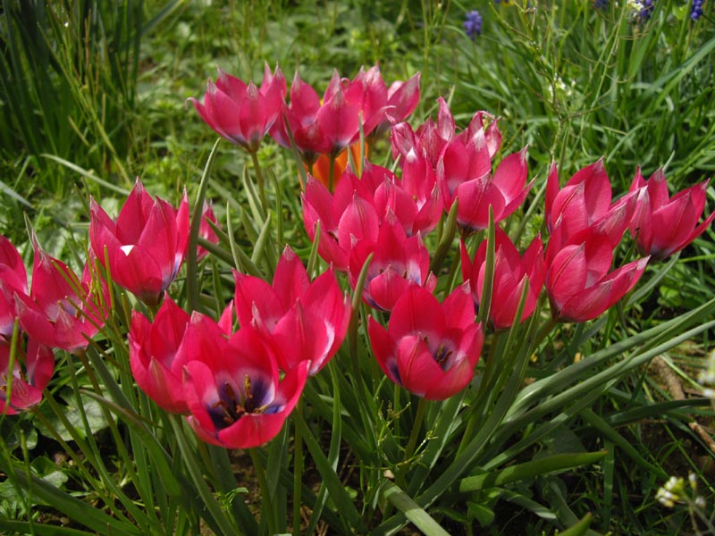 Tulipa 'Little Beauty' (alternate view 3)