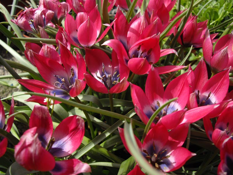 Tulipa 'Little Beauty' (alternate view 4)