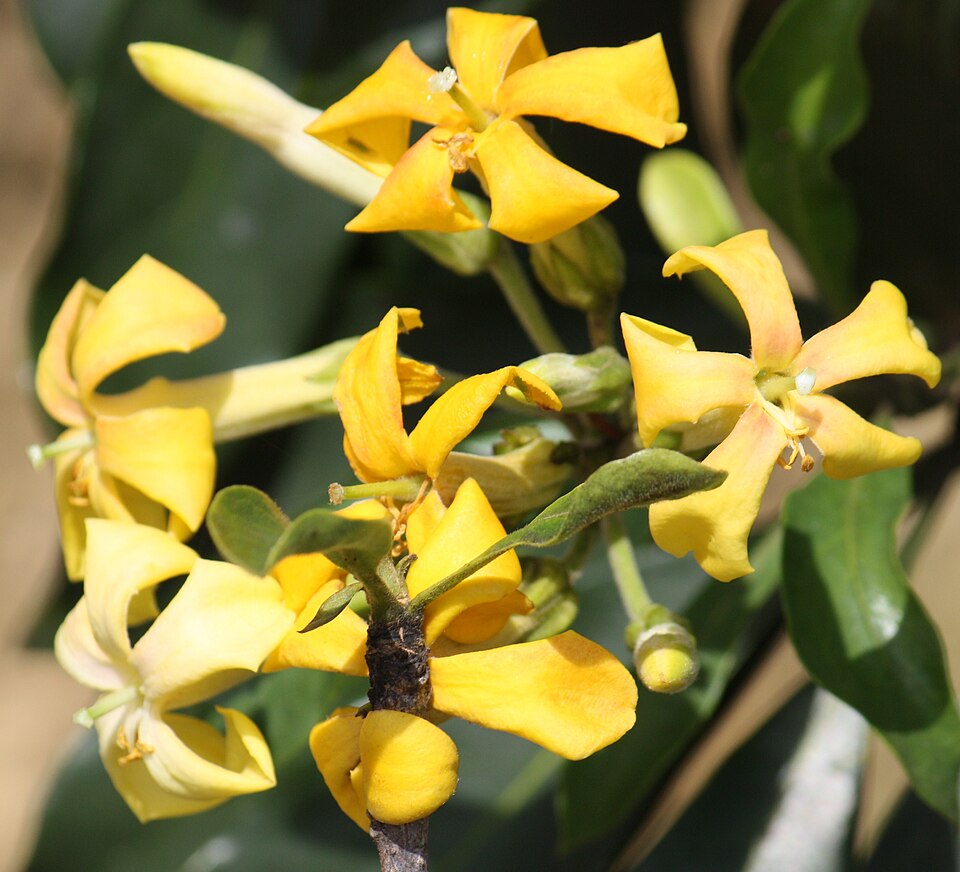 Hymenosporum flavum (Australian frangipani) (alternate view 4)