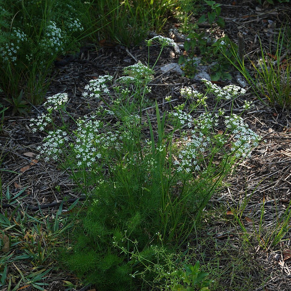 Ptilimnium capillaceum (herbwilliam)