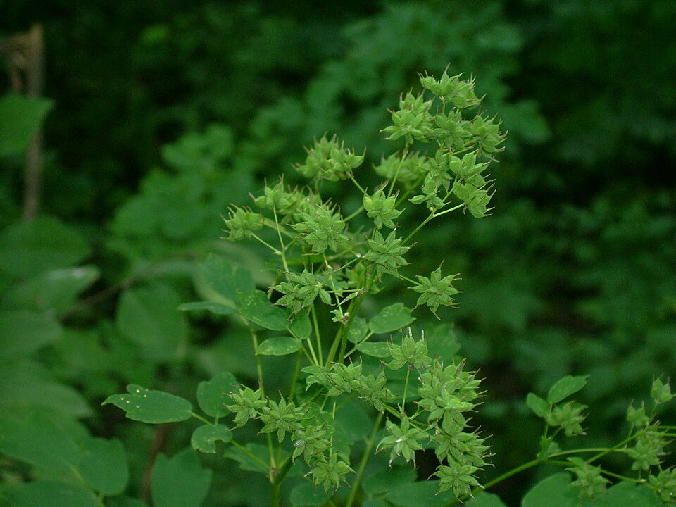 Thalictrum pubescens (tall meadow-rue) (alternate view 2)