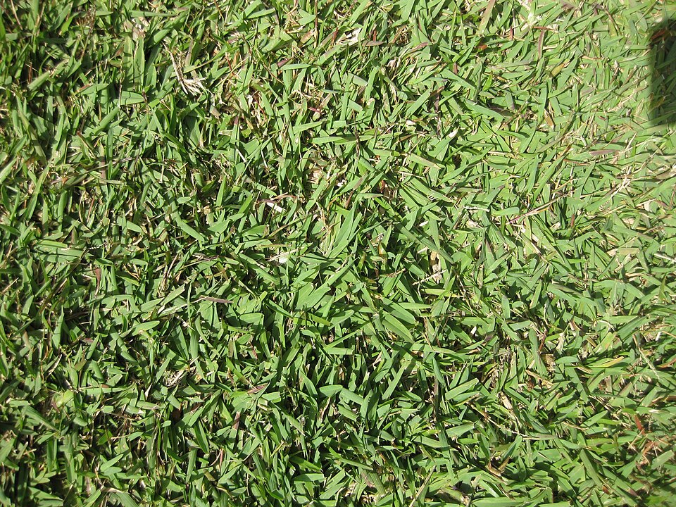 Zoysia japonica (Zoysia Grass) (alternate view 8)