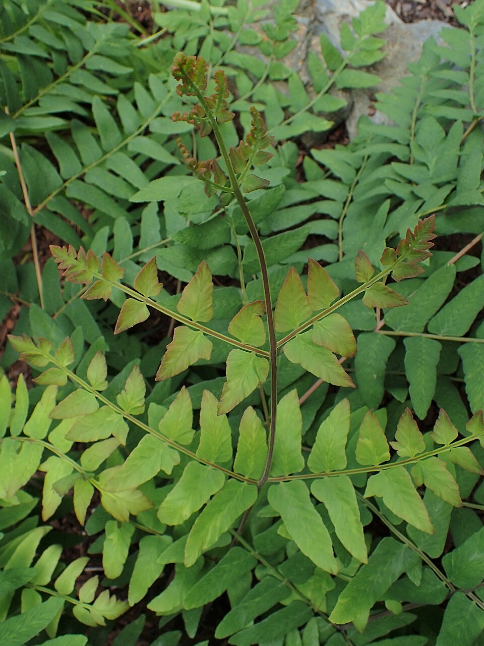 Osmunda regalis 'Purpurascens' (Purple Royal Fern)