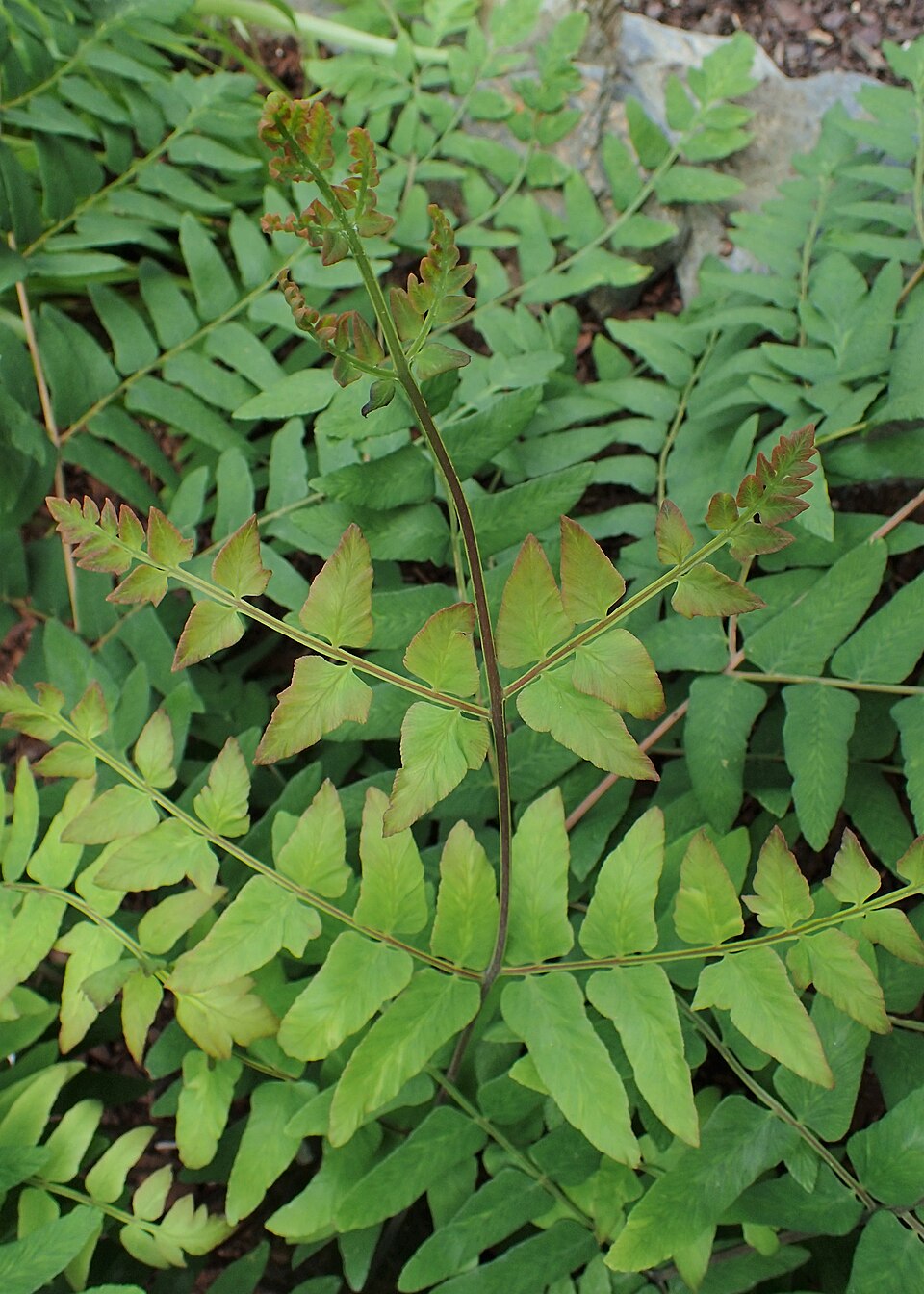 Osmunda regalis 'Purpurascens' (Purple Royal Fern) (alternate view 2)