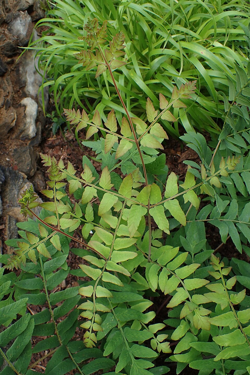 Osmunda regalis 'Purpurascens' (Purple Royal Fern) (alternate view 3)