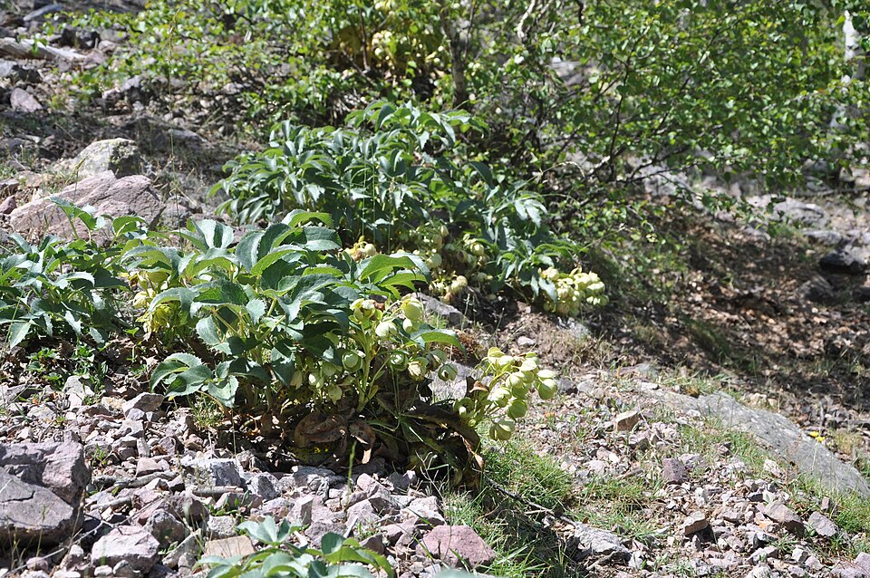 Helleborus argutifolius (Corsican hellebore) (alternate view 14)
