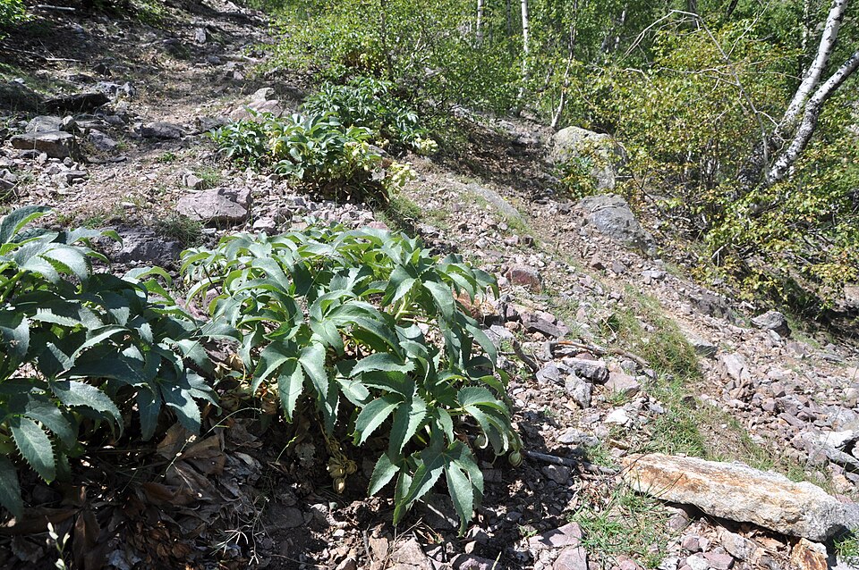 Helleborus argutifolius (Corsican hellebore) (alternate view 15)