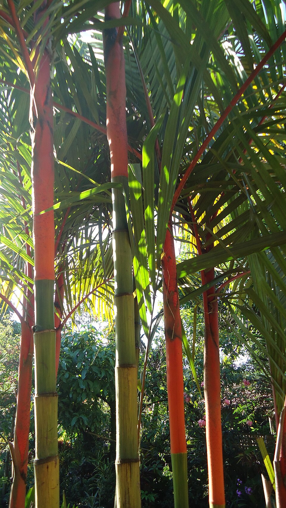 Cyrtostachys renda (Sealing Wax Palm) (alternate view 8)