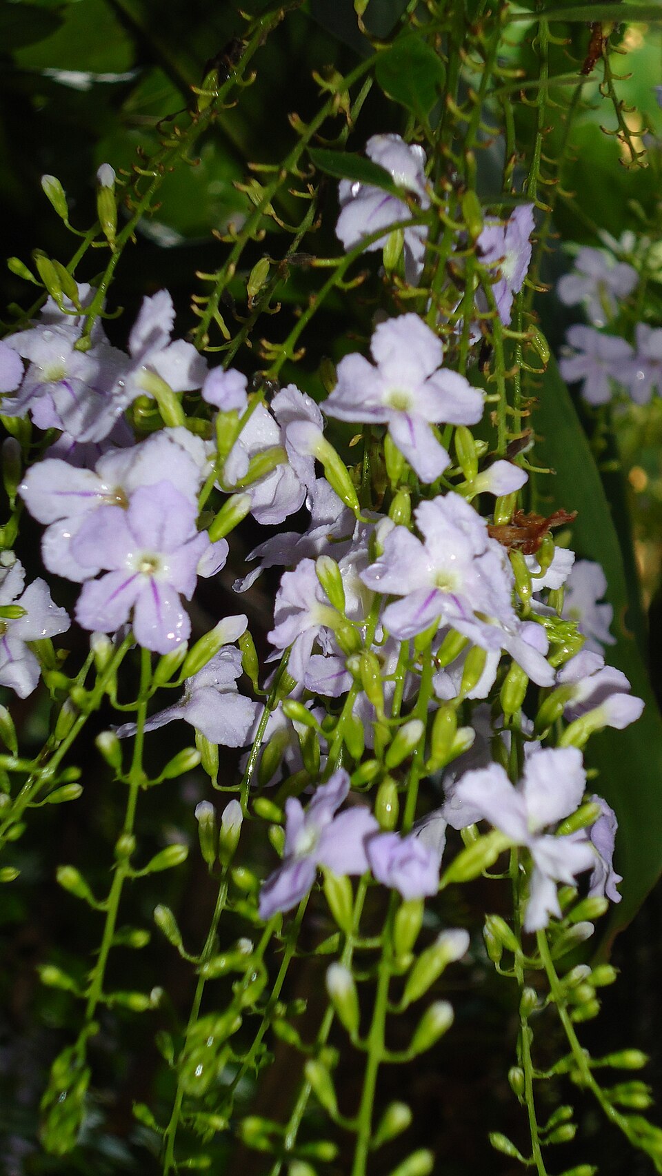 Duranta erecta (Golden Dewdrop) (alternate view 6)