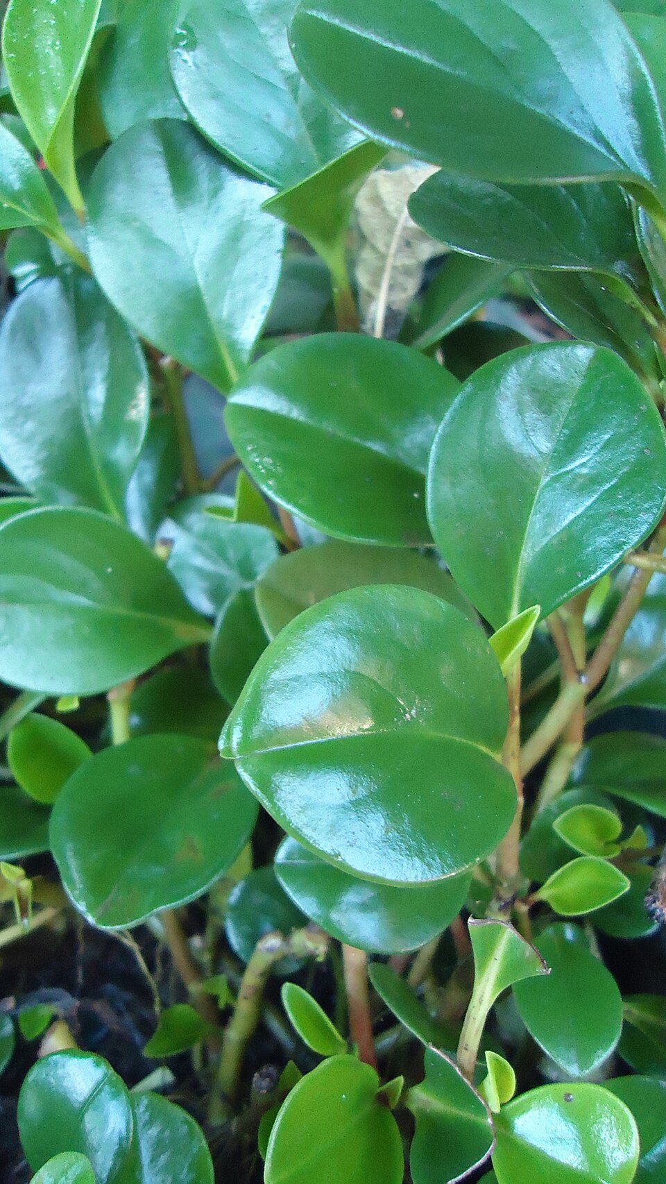 Peperomia obtusifolia (Baby Rubber Plant) (alternate view 9)