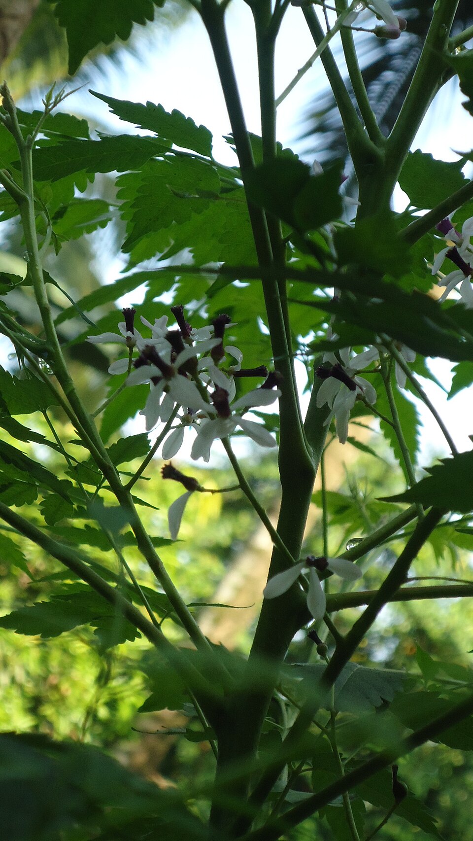 Melia azedarach (Chinaberry)