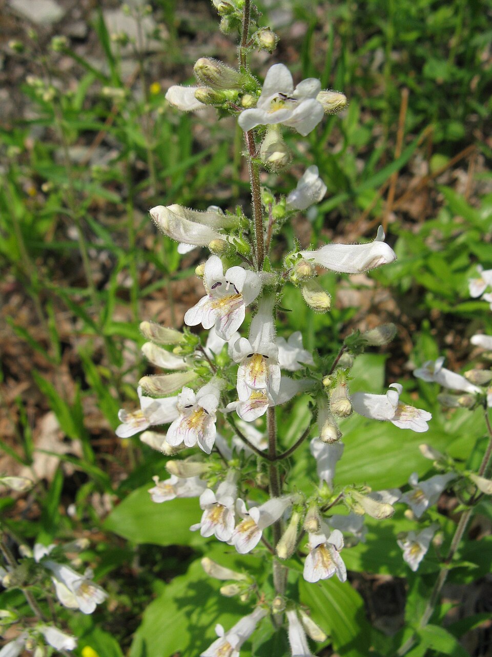 Penstemon pallidus (Pale Beardtongue) (alternate view 7)