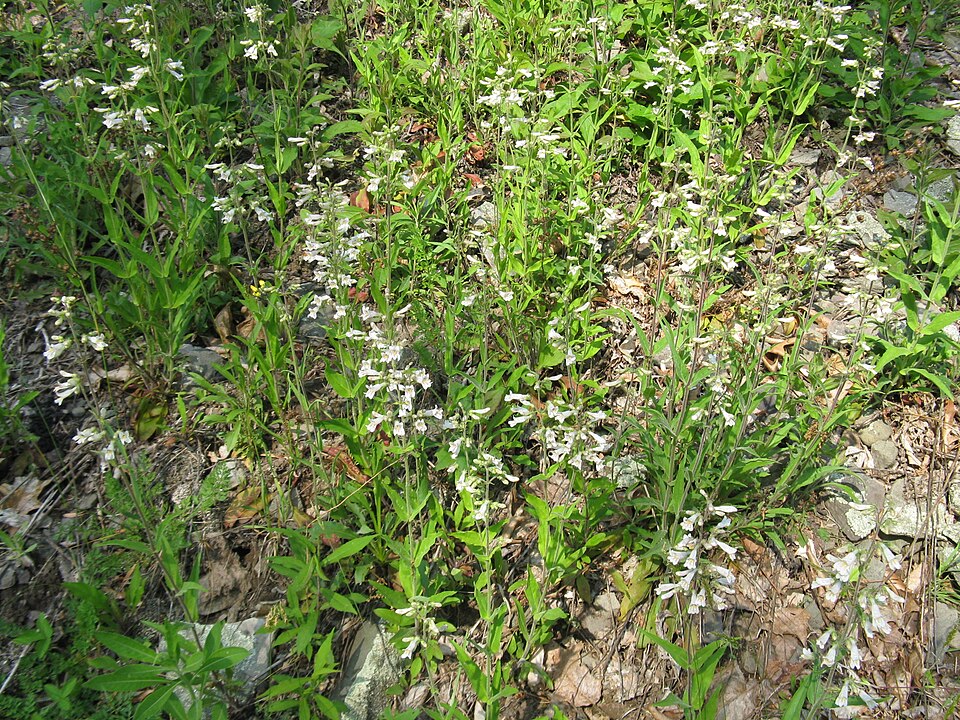 Penstemon pallidus (Pale Beardtongue) (alternate view 8)