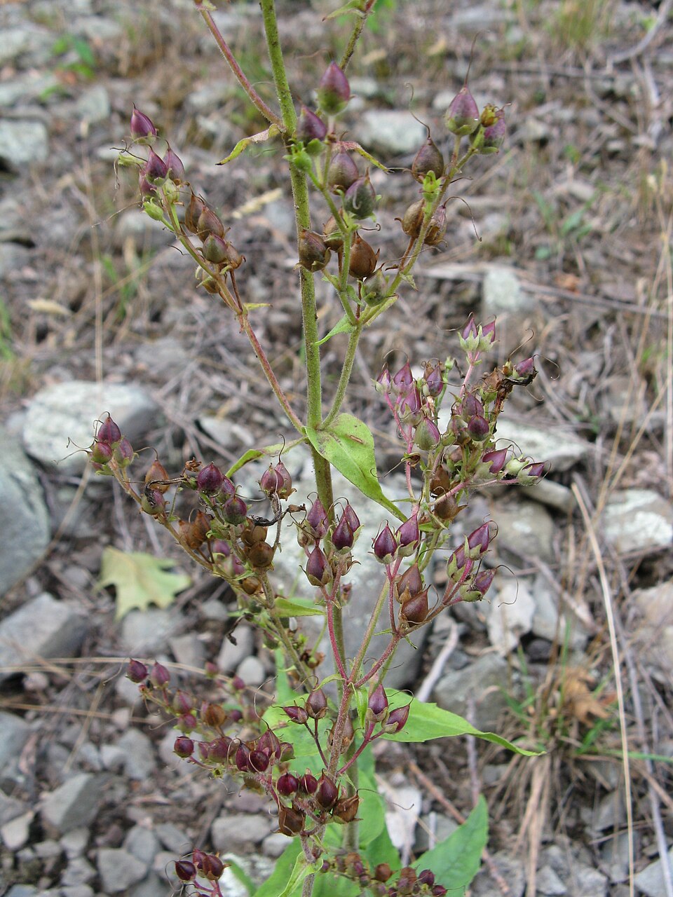 Penstemon pallidus (Pale Beardtongue) (alternate view 9)
