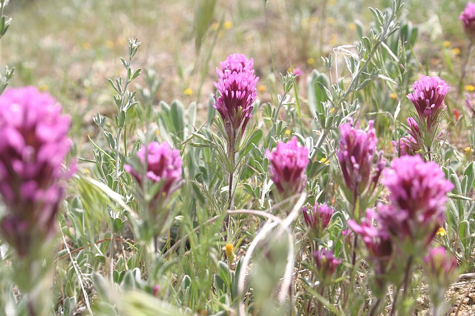 Acmispon (deervetch) (alternate view 3)