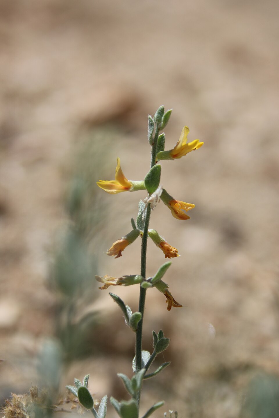 Acmispon (deervetch) (alternate view 4)