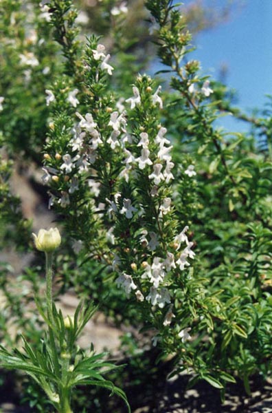 Satureja montana (Winter Savory) (alternate view 8)