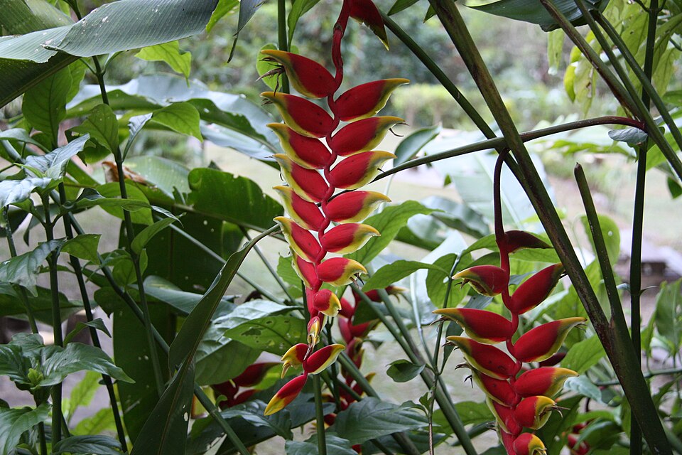 Heliconia rostrata (Hanging Lobster Claw) (alternate view 7)
