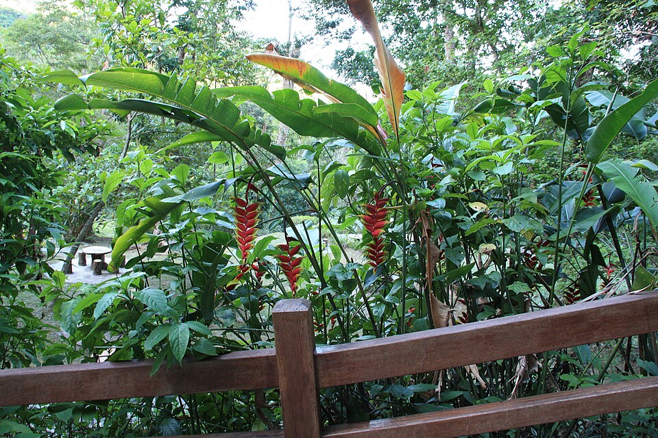 Heliconia rostrata (Hanging Lobster Claw) (alternate view 8)