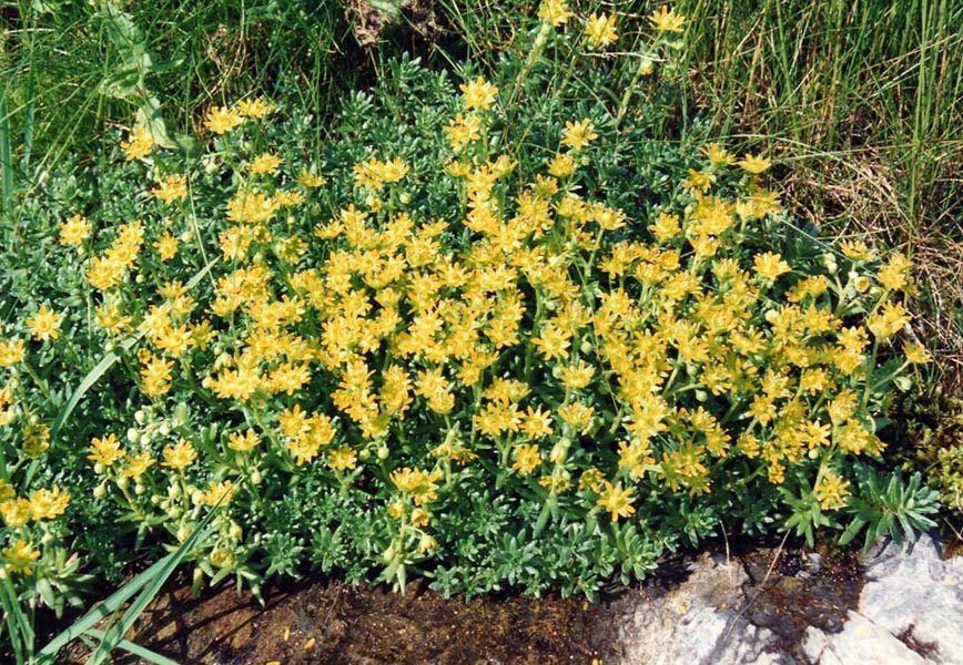 Saxifraga aizoides (Yellow Saxifrage) (alternate view 6)