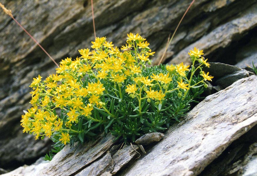 Saxifraga aizoides (Yellow Saxifrage) (alternate view 7)
