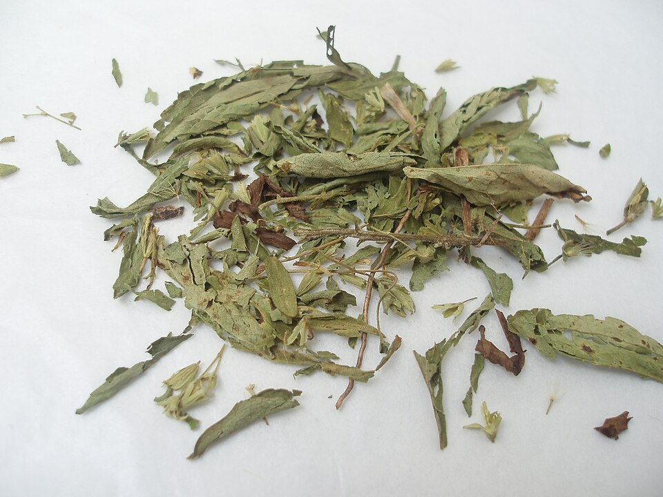 Stevia rebaudiana (Stevia) (alternate view 8)