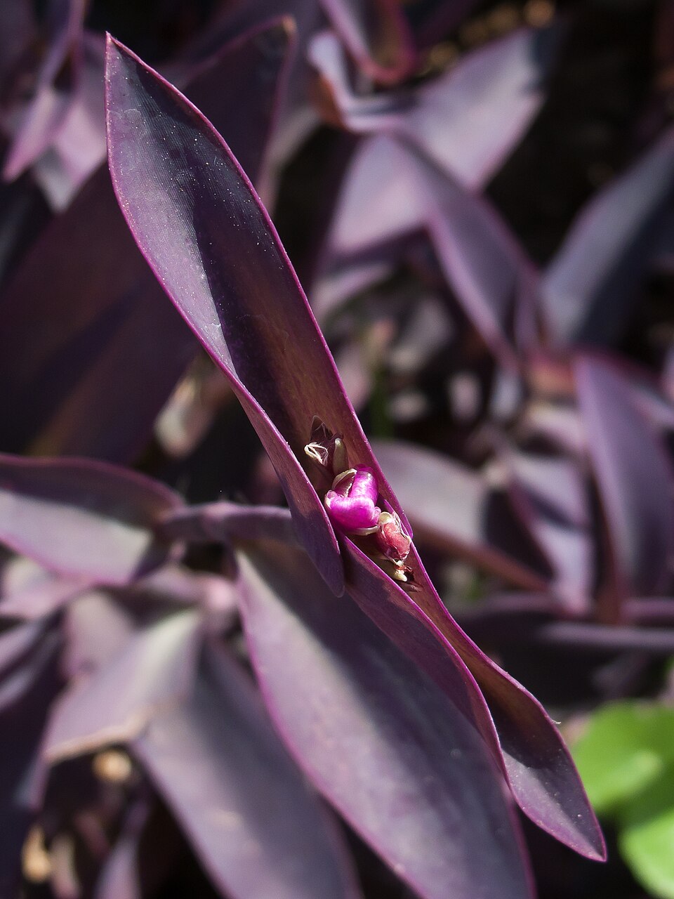 Tradescantia pallida (Purple Heart)
