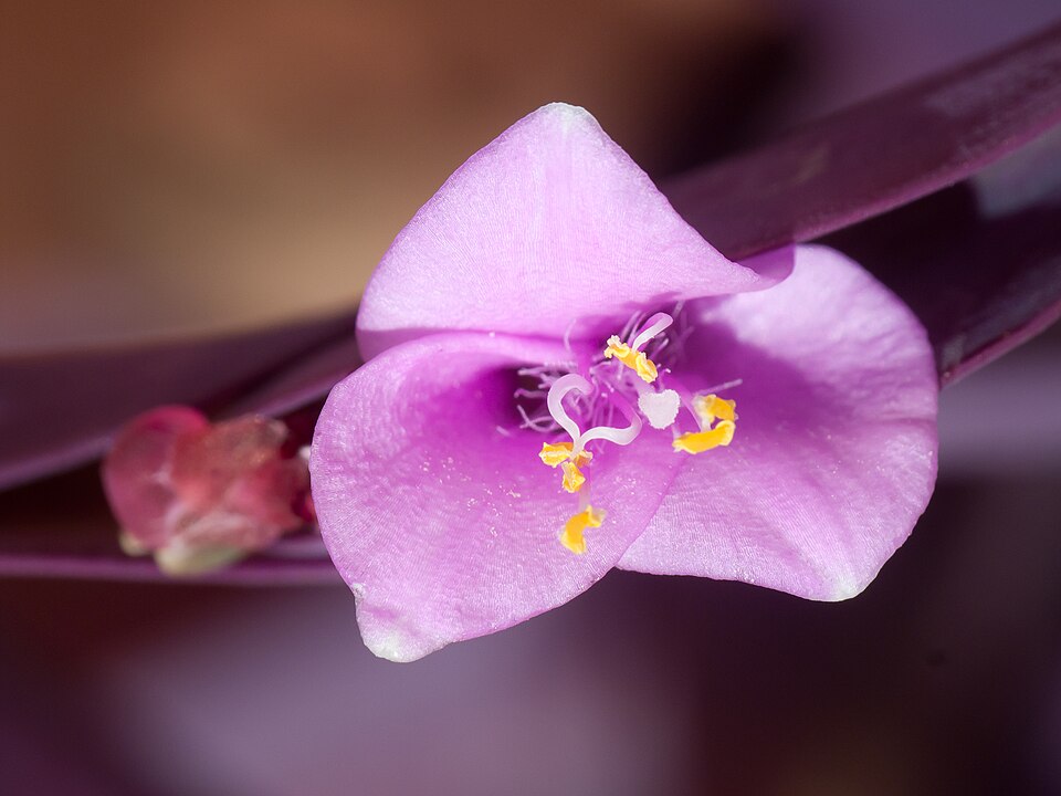Tradescantia pallida (Purple Heart)