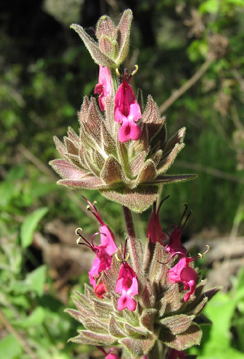 Salvia spathacea (Hummingbird Sage) (alternate view 2)
