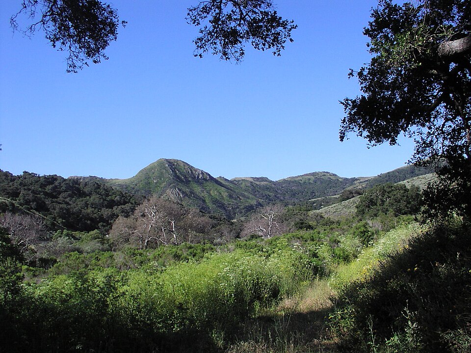 Platanus racemosa (California Sycamore)