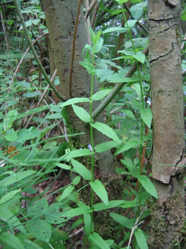 Scutellaria galericulata (Marsh Skullcap)