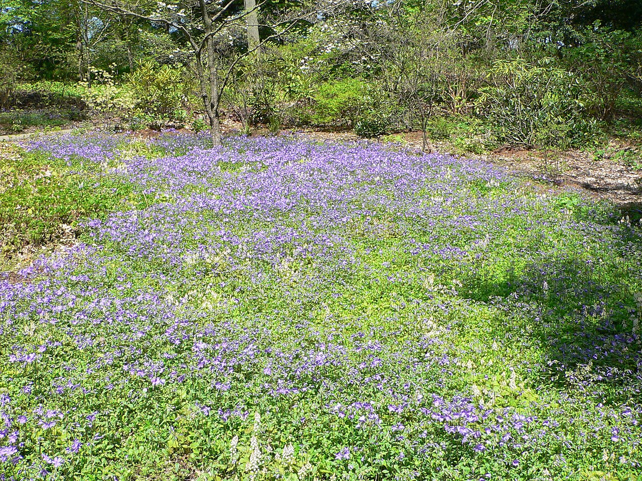 Phlox stolonifera, Creeping phlox — spreading semi-evergreen (Polemoniaceae) (image 1 of 10)