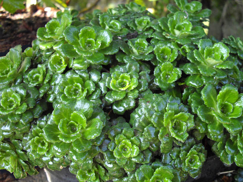 Saxifraga umbrosa (alternate view 12)