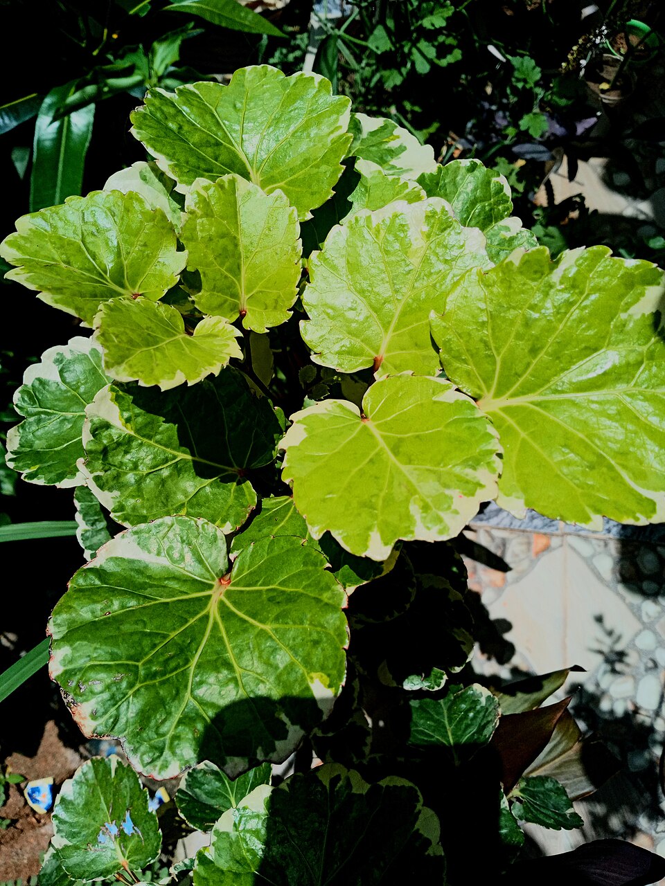 Polyscias (alternate view 4)
