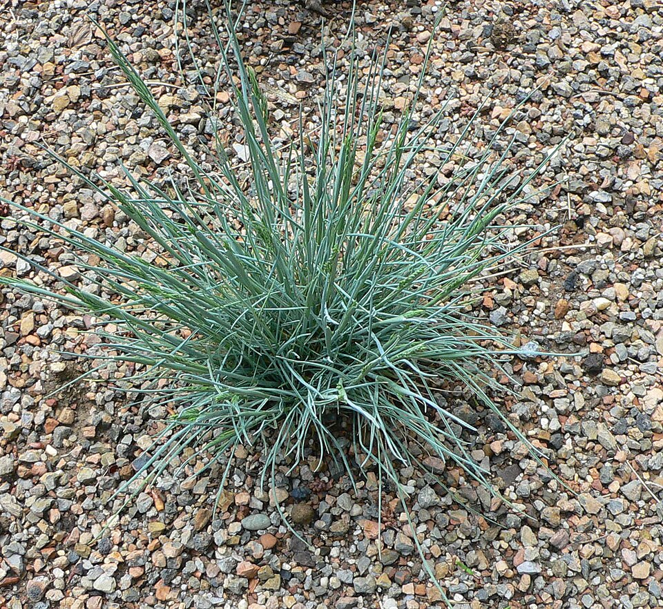 Festuca glauca (blue fescue) (alternate view 6)