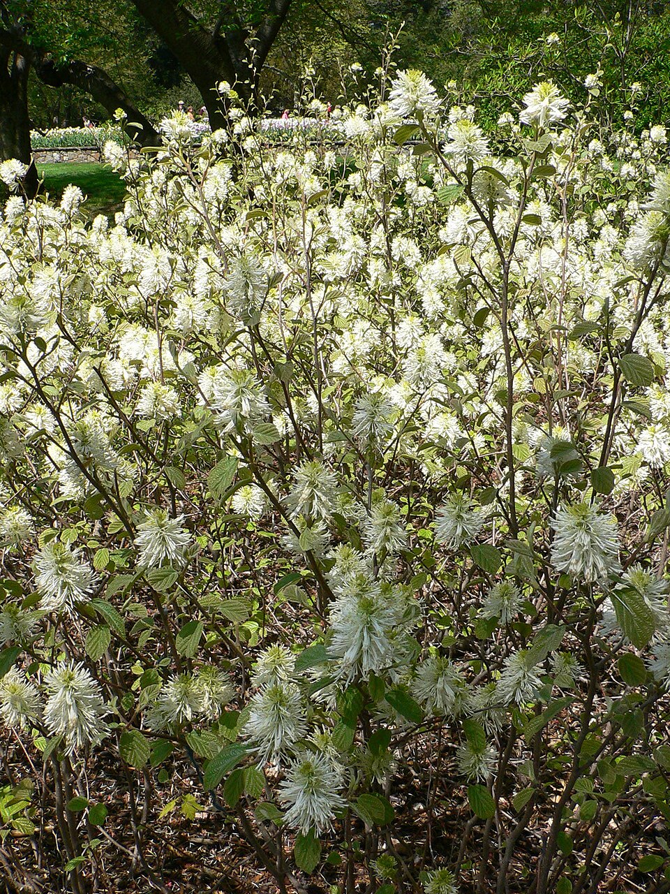 Fothergilla gardenii (dwarf fothergilla) (alternate view 6)