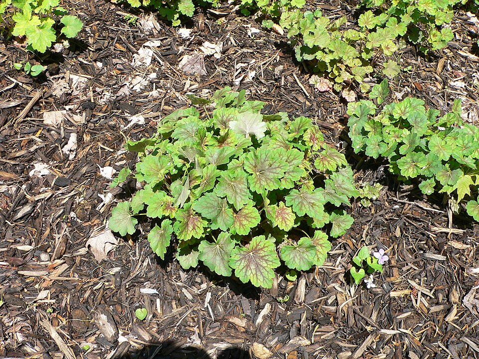Heuchera americana (American Alumroot) (alternate view 6)