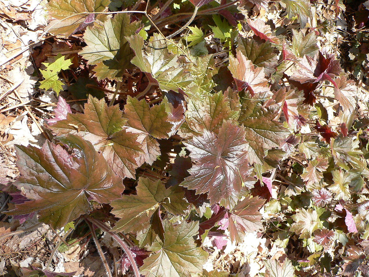 Heuchera villosa, Hairy alumroot — mounding semi-evergreen (Saxifragaceae) (image 1 of 10)