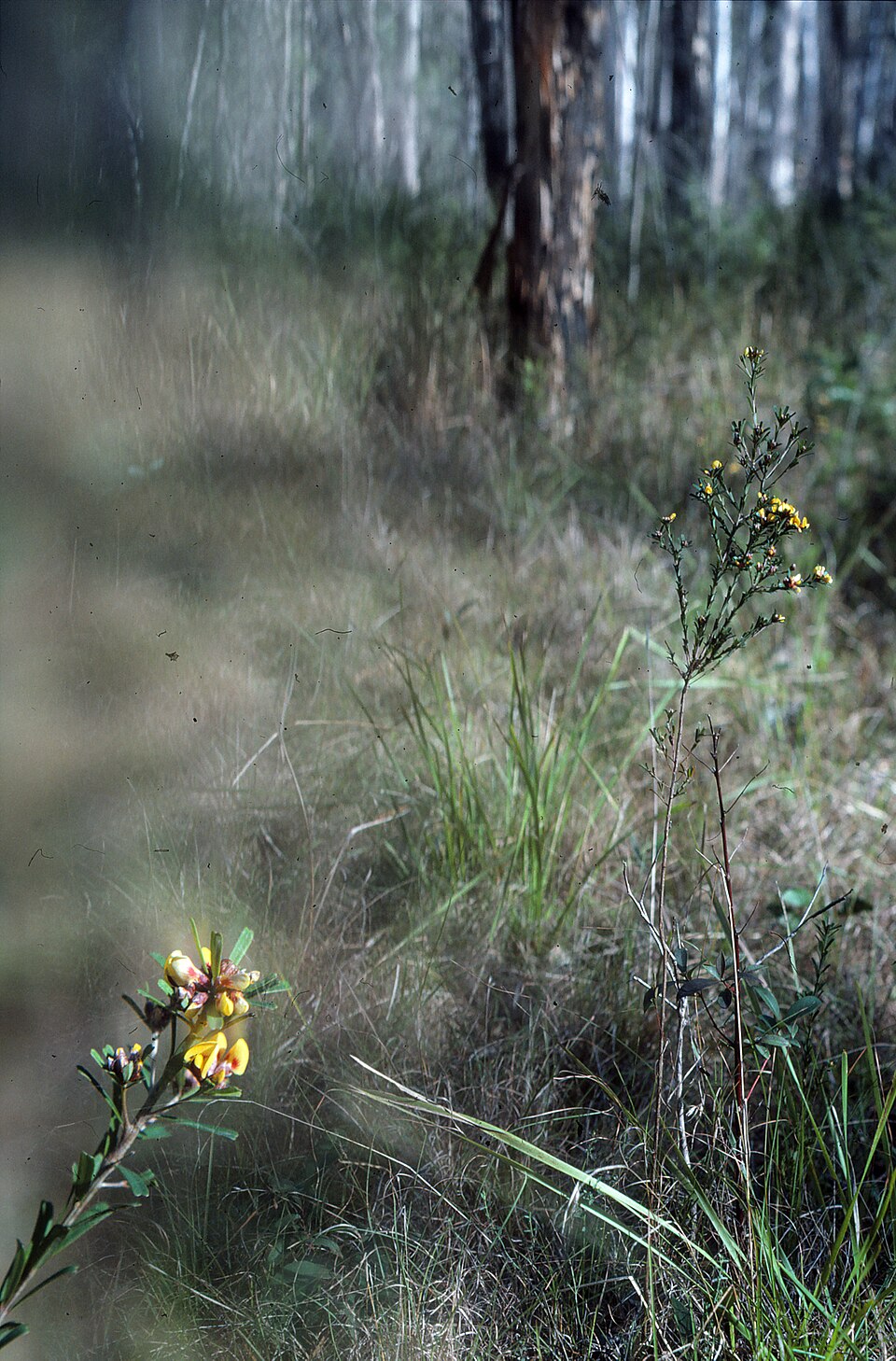 Pultenaea retusa (Notched Bush-pea) (alternate view 7)