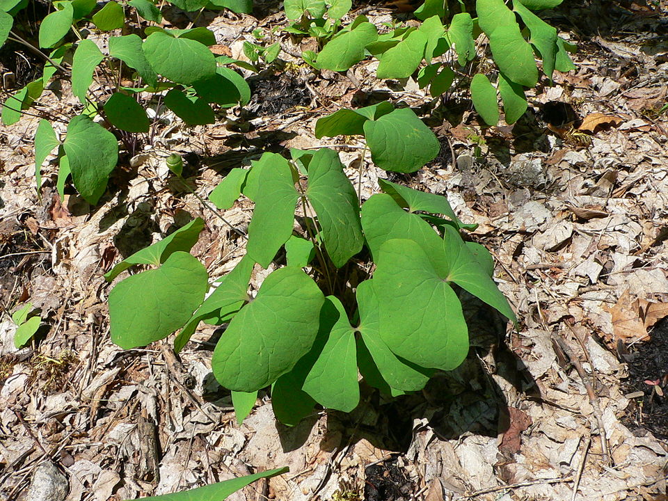 Jeffersonia diphylla (twinleaf) (alternate view 6)