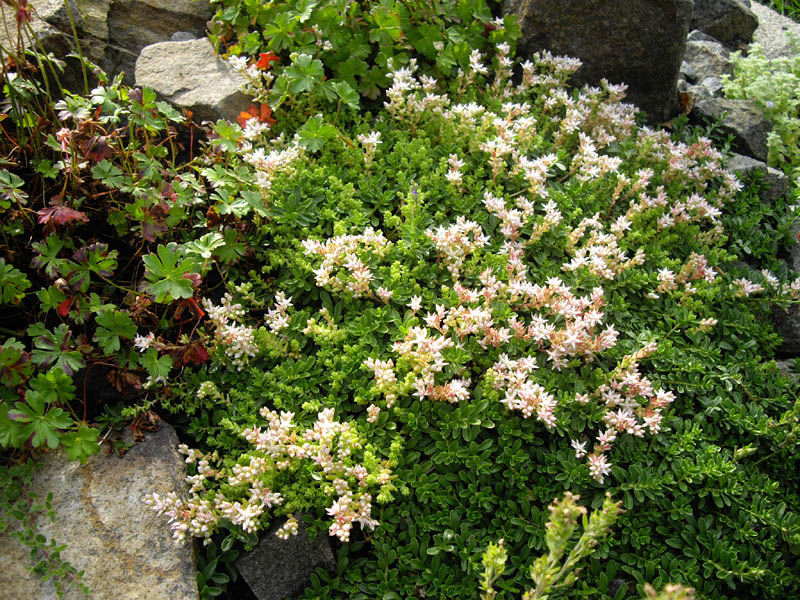 Sedum anglicum (English Stonecrop)