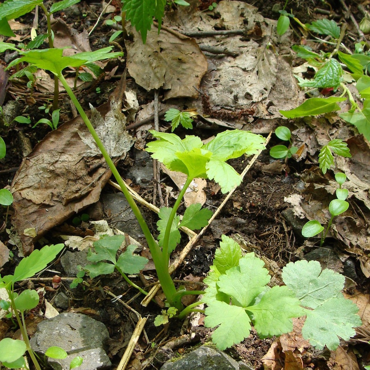 Cryptotaenia japonica, Japanese parsley (mitsuba) — clumping deciduous (Apiaceae) (image 6 of 8)
