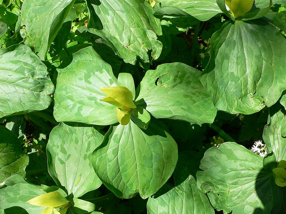 Trillium luteum (Yellow Trillium) (alternate view 5)