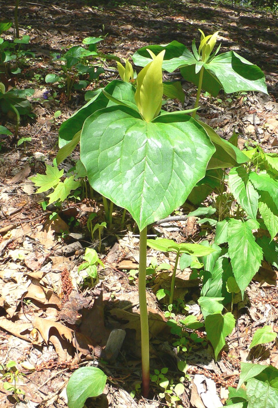 Trillium luteum (Yellow Trillium) (alternate view 6)