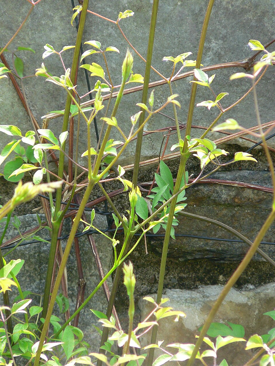 Clematis 'Duchess of Albany' (Duchess of Albany Clematis)