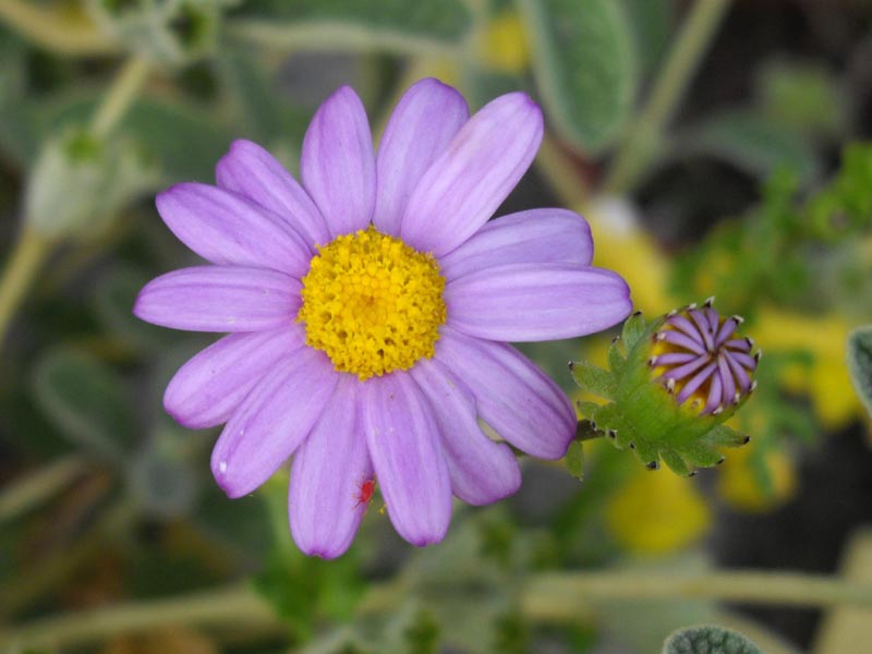Senecio elegans (Red-purple Ragwort) (alternate view 6)