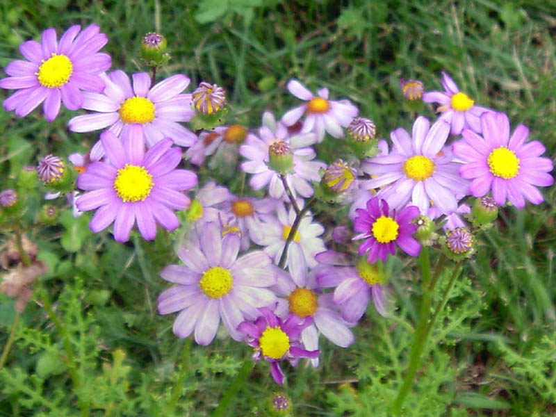 Senecio elegans (Red-purple Ragwort) (alternate view 7)