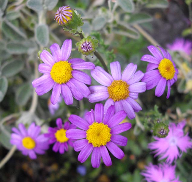 Senecio elegans (Red-purple Ragwort) (alternate view 8)